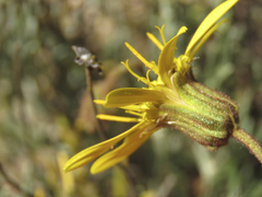Heterolepis peduncularis