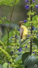 Cinnyris venustus
