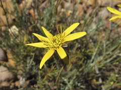 Heterolepis peduncularis