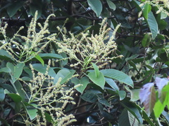 Bhesa paniculata