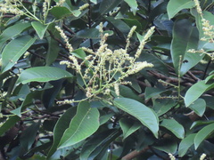 Bhesa paniculata