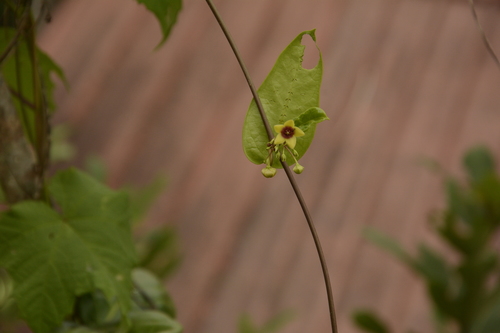 Antamul (Vincetoxicum indicum)