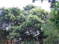 Bhesa paniculata