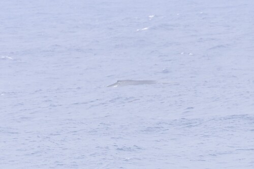 Megaptera novaeangliae