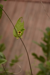 Vincetoxicum indicum