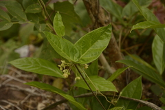 Vincetoxicum indicum
