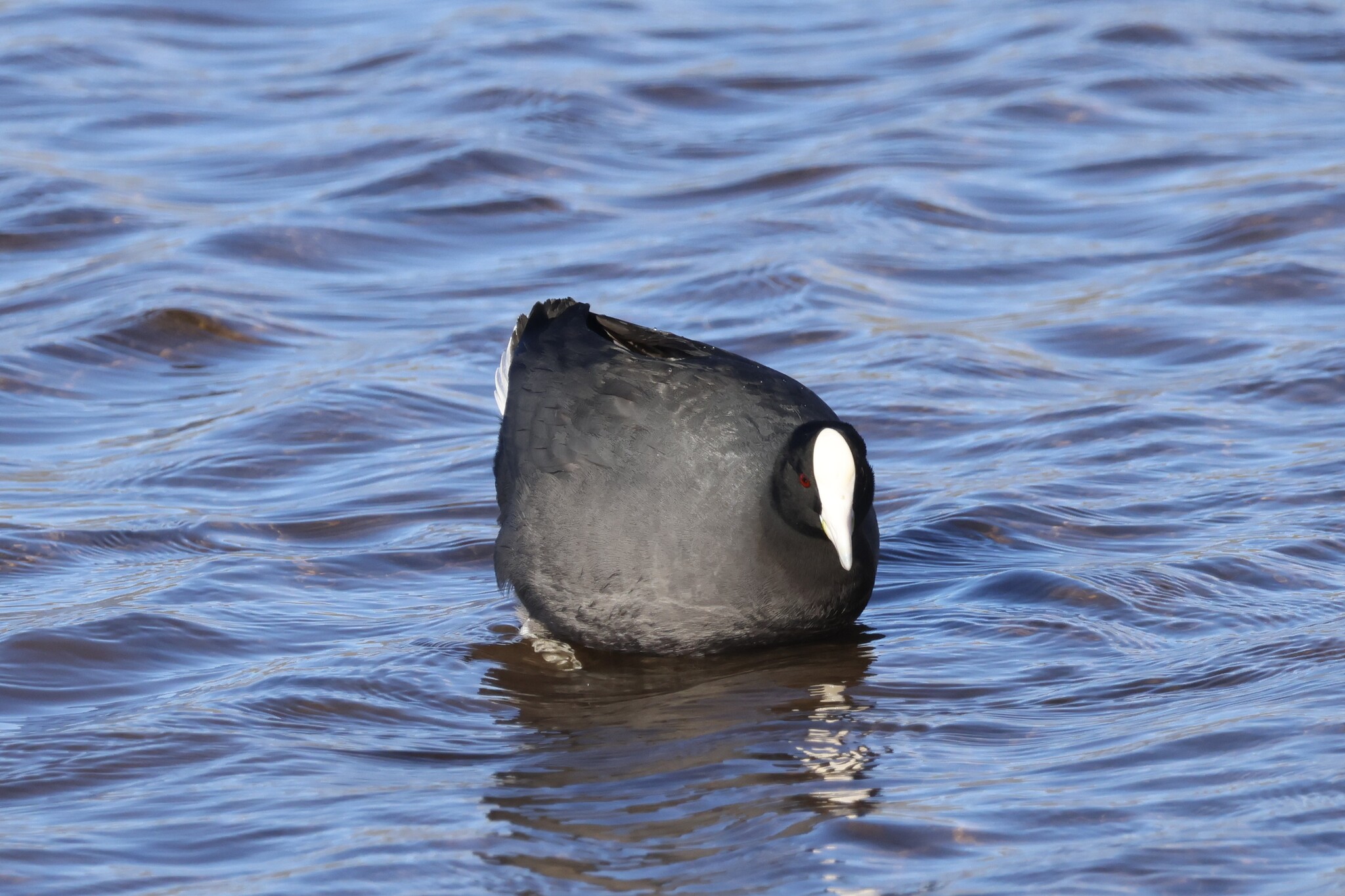 Hawaiian Coot (Fulica alai), photo 3