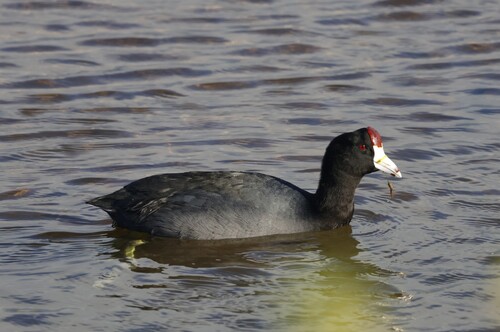 Hawaiian Coot (Fulica alai), photo 4