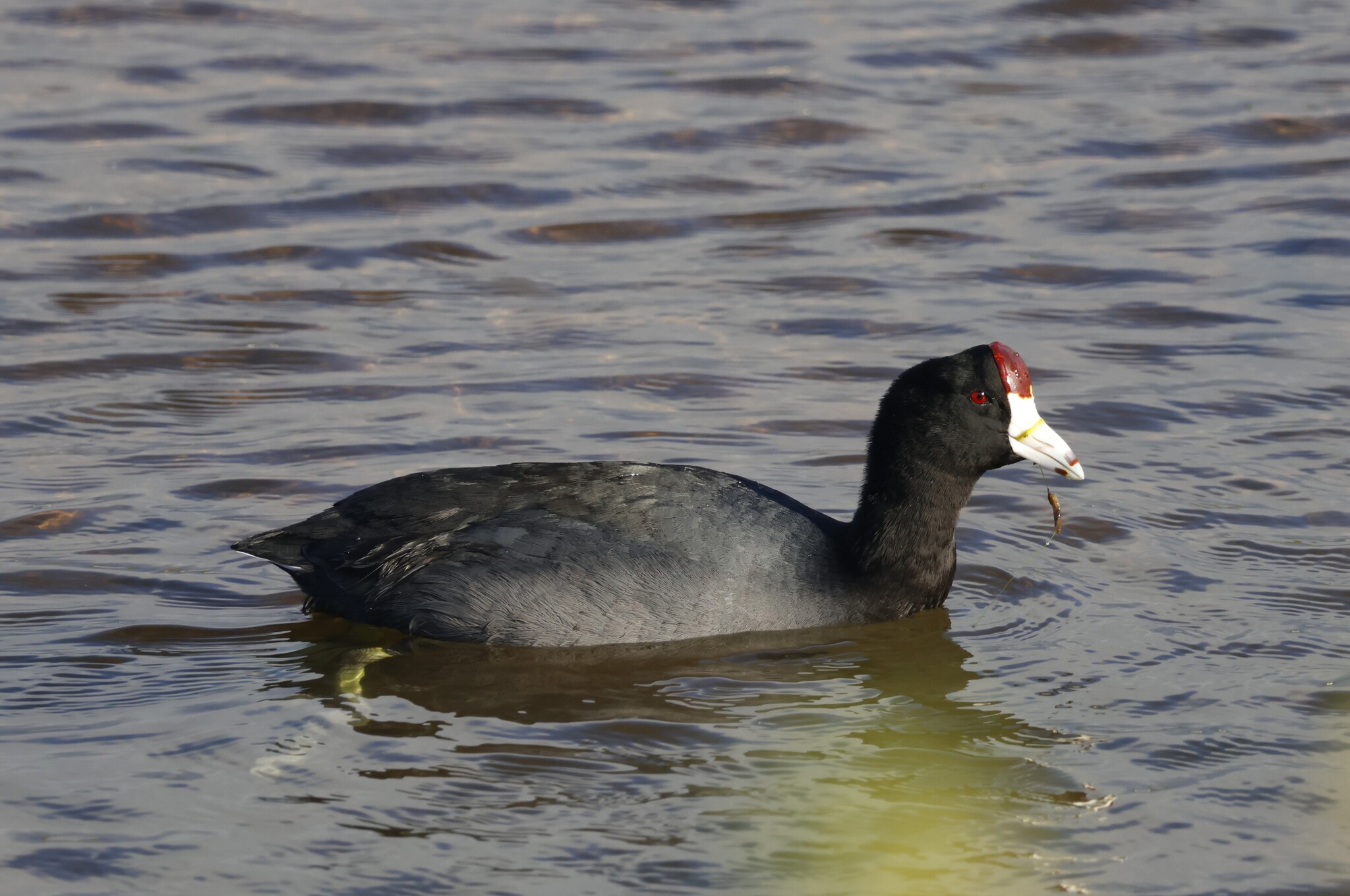 Hawaiian Coot (Fulica alai), photo 4