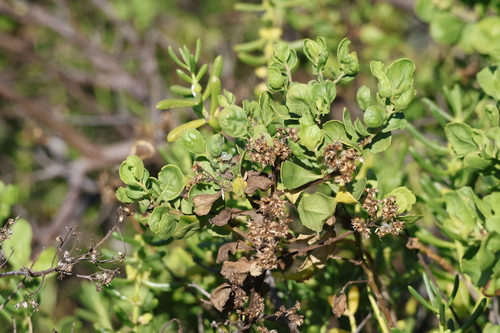 Indian marsh fleabane (Pluchea indica)