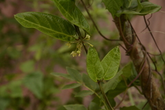 Vincetoxicum indicum