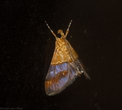 Tetracona amathealis