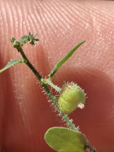 Andrachne microphylla (Andrachne microphylla)