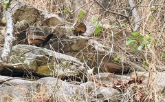 Ptilopachus petrosus