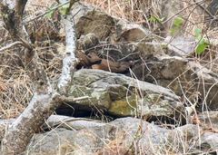 Ptilopachus petrosus