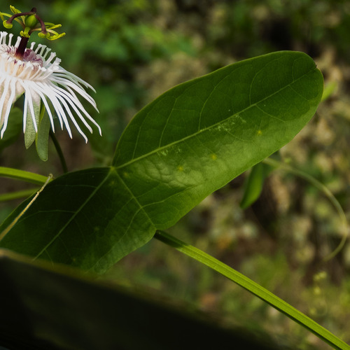 Passiflora misera, photograph 5