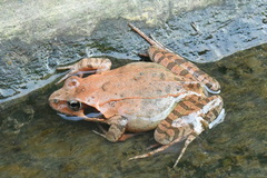 Prevernal Brown Frog photo 4