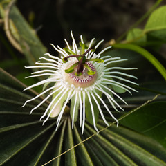 Passiflora misera, photograph (c) Elkin Meriño Florez, some rights reserved (CC BY)