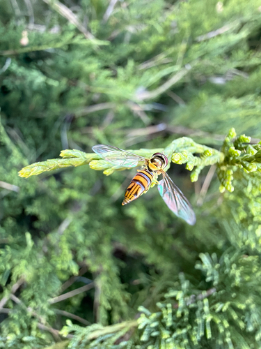 Unknown species found near Amalia St, San Diego, CA, US