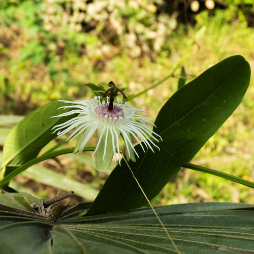 Passiflora misera, photograph 6