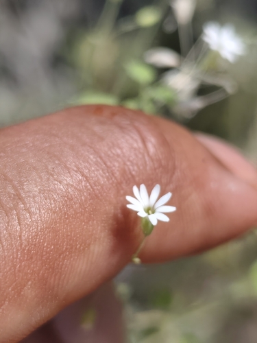Cape Drymary (Drymaria debilis)