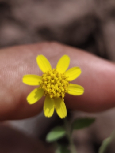 Baja California rockdaisy (Perityle californica)