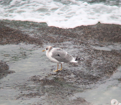 Larus canus