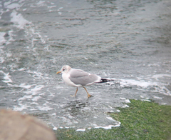 Larus canus