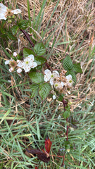 Rubus argutus, recorded flowering