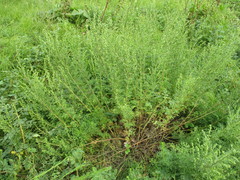 Artemisia rupestris