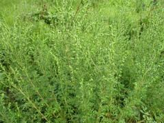 Artemisia rupestris