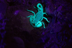 Smeringurus vachoni