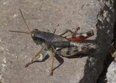 Melanoplus ourayensis