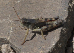 Melanoplus ourayensis