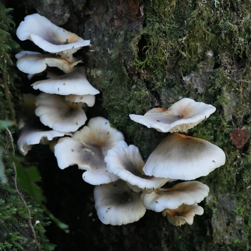 Omphalotus nidiformis · March 2026 · photo: © themaskedlapwing (iNaturalist, cc0)