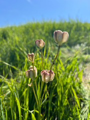 Fritillaria striata, photograph (c) Ryan Donnelly, some rights reserved (CC BY)