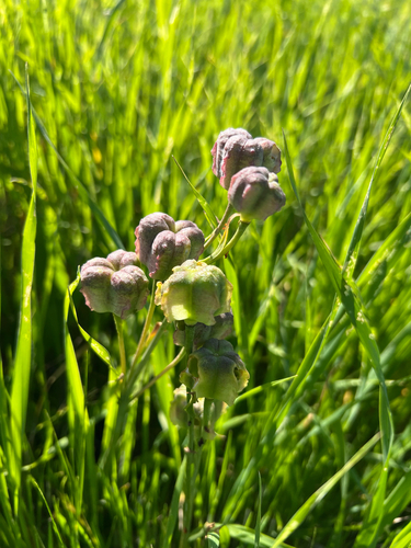 Fritillaria striata, photograph 6