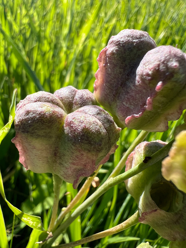 Fritillaria striata, photograph 5