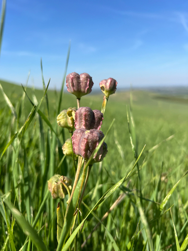 Fritillaria striata, photograph 3