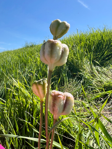 Fritillaria striata, photograph 2
