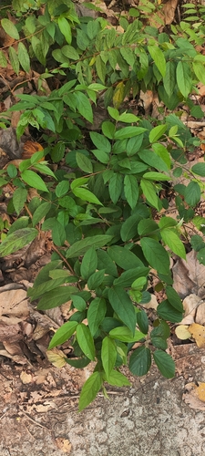 Getonia floribunda, photograph 6