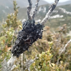 Pleurosticta acetabulum