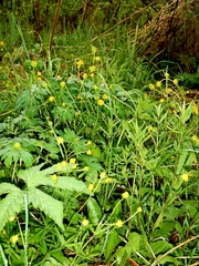 Ranunculus propinquus subborealis