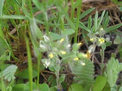 Ornithopus compressus