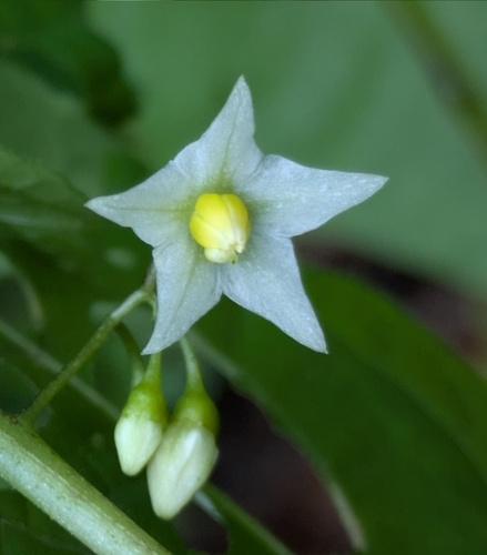 Solanum morellifolium