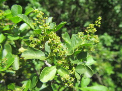 Allophylus decipiens