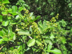 Allophylus decipiens