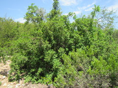 Allophylus decipiens