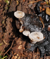 Asterophora mirabilis