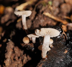 Asterophora mirabilis